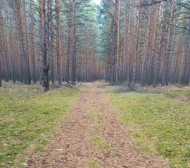 Прирезка лесных участков Кадастровые работы в Саратове